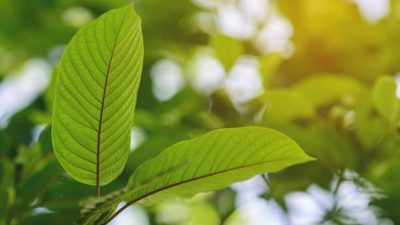 Navigating the World of Kratom Capsules: Tips for Beginners